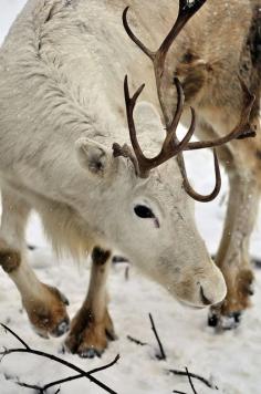 Reindeer #wild #animals