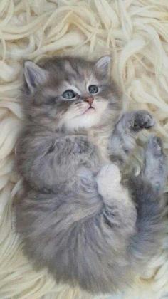 Totally Adorable Fluffy Baby Kitten - Such a Cute Ball of Fluff I want!