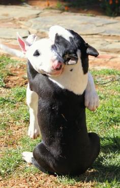 Doggie Hugs!!!