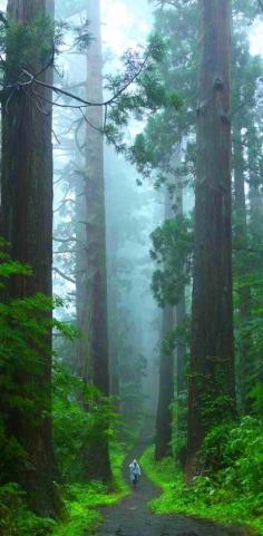 Walking with the giants, Sequoia National Park, California......Wanna go???!!!!!!! ROAD TRIP!