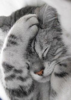 Adorable frustrated kitty #kitty #cat #kitten #animals #cute #adorable #pets #pet #precious #cuteanimals #cute