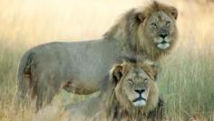 
                    
                        Brother of Cecil the Lion Possibly Shot and Killed, Leaving Cubs Defenseless
                    
                