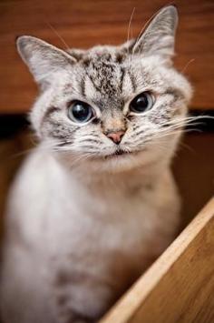 adorable grumpy cat!