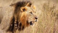 
                    
                        Zimbabwe to press for extradition of hunter who killed Cecil the lion | Fox News
                    
                