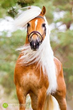 Horses are the most beautiful animals...