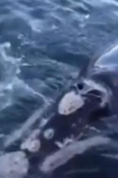 
                    
                        Fishermen Aid Struggling Whale Who Came To Them For Help
                    
                