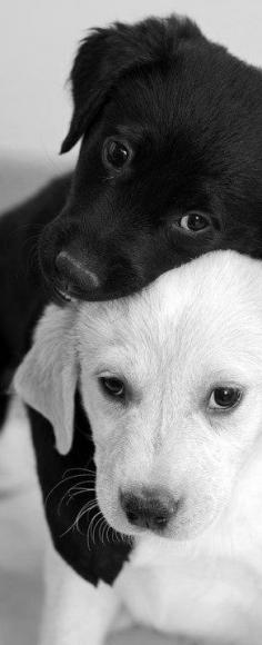 want these lab puppies Best Friends