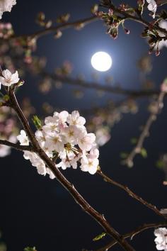 night sky, cherry & the moon, Fukuoka, Japan, by Toru, on flickr...