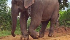 
                        
                            Kabu arrives at Elephant Nature Park Sanctuary after 20 years of abuse in the logging industry.......Abused Elephant Weeps As She Begins Her New Life Freed From Chains
                        
                    