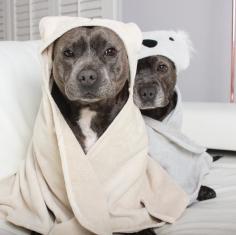 
                        
                            These Staffordshire Bull Terriers Are Best Friends & It’s The Sweetest Thing Ever
                        
                    