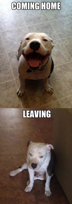 Coming home vs. leaving // funny pictures - funny photos - funny images - funny pics - funny quotes - #lol #humor #funnypictures