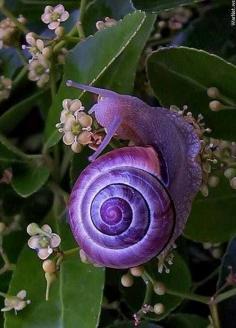 Beautiful purple snail - A very colorful rare creature. #animal