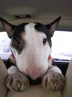 What a cutie! I love bull terriers, I think they're adorable.