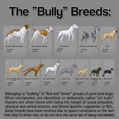 Bully Breed Breakdown--Gonna bring this to my next city council meeting.  There are plenty of Boxers and Boston Terriers in town!