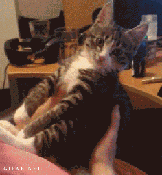 Funny Cat GIFs Disgusting Kiss