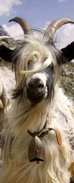 #Goats, Switzerland || #animal #pet #baby #cute #lovely || Follow http://www.pinterest.com/lcottereau/lovely-animals/