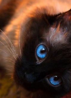 The eyes have it. picolaine-chats: Defendre les animaux et proteger la nature found on magical-meow.tumblr.com #felines #cats #kittens #pets #companions #animals