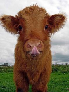 cute cow.. look in the eyes of a cow, an animal also has, a heart, a soul, a mother, a father, dont eat them.