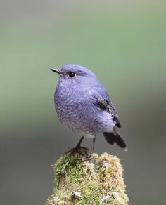 Cute little bird! Plumbeous Water Redstart