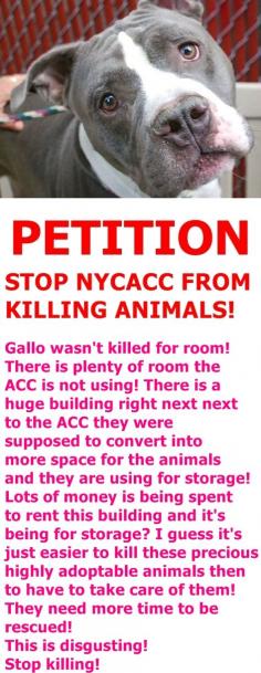 
                    
                        Petition · Bill de Blasio: Stop NYC Animal Control Centers from killing animals · Change.org
                    
                