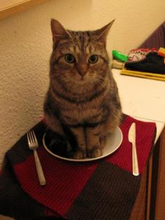 Cat. It's what's for dinner. 