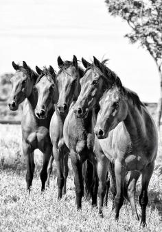 Pferd, Pferde, Horse, Horses, Beach, Wild