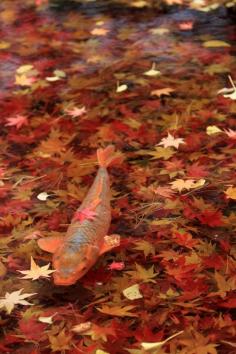 Carp and Autumn leaves
