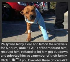 Inspiring story about a pit bull rescued by police officers . . #compassion . . #empathy . .#heroes