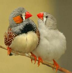 Gimme a kiss. (Australian Finches by Happy Jack)