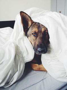 Sable German shepherd under the sheets