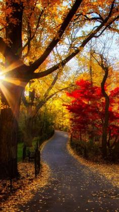 Fall morning foliage path.