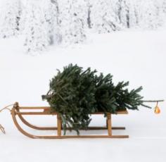 The Christmas Tree on its last journey....via the Christmas Sled