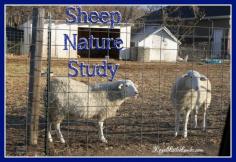 
                    
                        Sheep Nature Study and Notebooking
                    
                