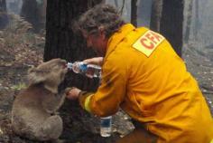 A firefighter gives water to a koala during the devastating Black Saturday bushfires that burned across Victoria, Australia, in #cute baby Animals #Baby Animals| http://scrapbookphotos9317.blogspot.com