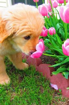 Golden retriever puppy smellin' the tulips