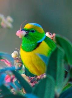 Such a very pretty birdy !!!! I love animals and nature !!!!