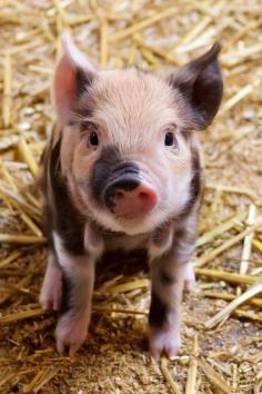 Micro Mini PIG ...Ahh I want one