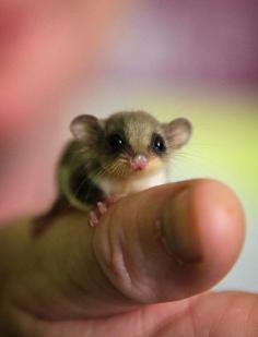 feathertail glider. If I had this as a pet I would be terrified of losing it.