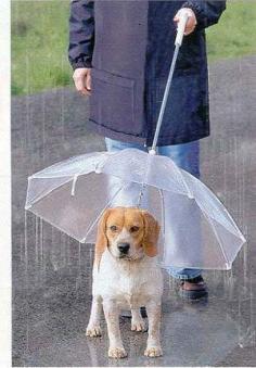 doggie umbrella leash. lol really? my dog loves the rain. although its a good way to get the dog walked without getting soaked on those reallly rainy days.