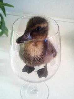 Just a duck in a cup.- Reminds me of my pet duck, Festa, when I first picked him out of a box at a market in Rome. That night, my ex-fiancé, Fabio and I went to dinner at a formal restaurant, and I had Festa in my purse. I took him out to feed him, and he ended up bathing in my glass of mineral water. Lol. (Such a gorgeous baby mallard. I loved him so...) ~ETS #duckling #adorableness