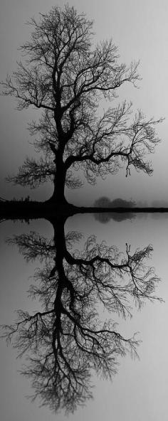 “Trees are poems that the earth writes upon the sky.”  - Kahlil Gibran. °  -> This is awesome! black and white photography meet reflection! this one inspire me for write something about reflection on my website. Lets start!