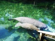 
                        
                            Blue Spring State Park in Orange City, Florida, is a wonderful hidden gem.  You can take a peaceful nature walk through the park.  The spring is home to many manatees that call this place home during the winter months.
                        
                    