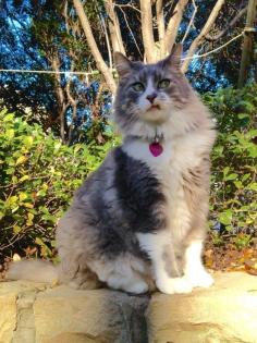 5. This cat is you when Sandra from accounts is telling yet another dull story. ....25 Funny cat faces that reflect you. Some of these are hilarious!