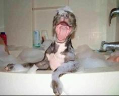 Super Fun Bath Time!  http://melanysguydlines.com  #humor #blogger #funny #animals #dogs