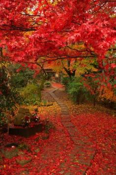 京都の紅葉 Autumn leaves in Kyoto #Kyoto #AutumnLeaves #紅葉 #京都