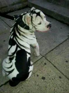 Coat color like a white tiger