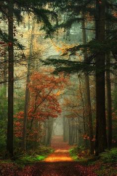 I am a fan of beautiful nature so to walk this path would be awesome