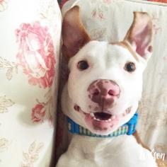 Pit Bull Photos That Prove They're The Snuggliest, Silliest, Coolest Dogs On The Block:  This freckle nosed baby is Wilson and he's nothing but smiles.