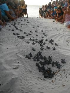 Volunteers form a human wall to guide baby turtles to the sea BUCKET LIST