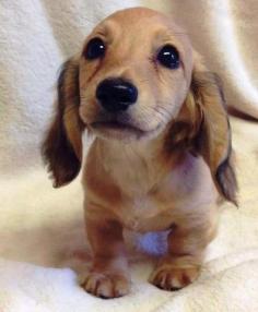 Sweet little Dachshund puppy